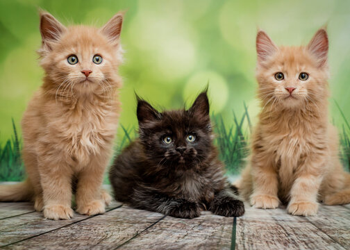 Three cute fluffy kittens are posing for a photo. The breed of the cat is the Maine Coon