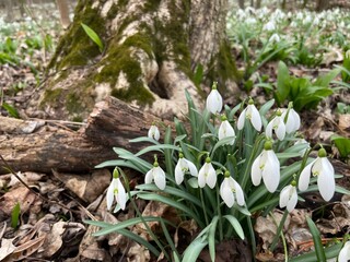 Beautiful white snowdrops or common snowdrop bloomimg flowers. Snowdrops among dry leaves and wood. Spring is in the air. First spring flowers beautiful scene.
