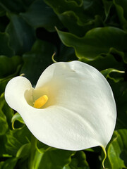 white calla lily