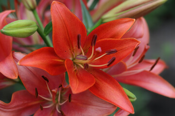 Fototapeta premium Lilium. Beautiful flower of red Lily in the garden on a summer day. Red Lily close up. Lilies blooming close up. Orange tropical flower. Beautiful red pink Asiatic Lily with green background