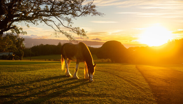 Clydesdale horse eating grass against golden Light sunset in the grazing stables field