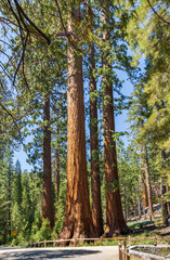 Fototapeta premium The Bachelor and Three Graces in Mariposa Grove of Giant Sequoias, Yosemite National Park, California, USA.