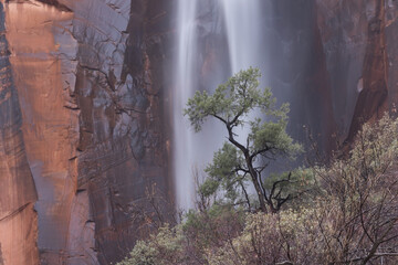Fototapeta premium An ephemeral waterfall created by rain and melting snow pours down from Hepworth wash, in Zion Nat. park, Utah, USA, over red sandstone cliffs and behind this pinyon pine tree.