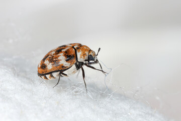 Varied carpet beetle, Anthrenus verbasci. Home and storage pest of natural animal raw materials -...