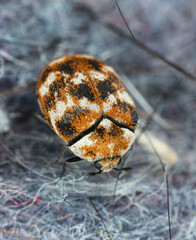 Varied carpet beetle, Anthrenus verbasci. Home and storage pest. 