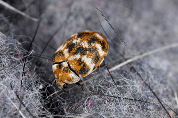 Varied carpet beetle, Anthrenus verbasci. Home and storage pest. The larva of this beetle is a pest of clothes made of natural animal raw materials - leather, wool, hair. Adult, Dermestidae on a ball.