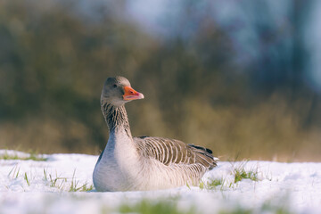 Goose