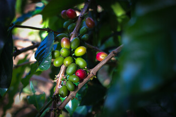 Fresh Coffee beans on tree in Indonesia Coffee Plantation.