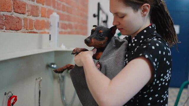 young woman groomer is wiping wet dog after bathing in grooming salon, express molt procedure