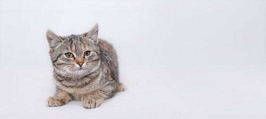Cute Cat posing at camera. Beautiful Cat is lying on a light background. Place for text. Cat rests. Kitten with big green eyes close-up. Pet. Beautiful Kitten. Without people. Front view. 