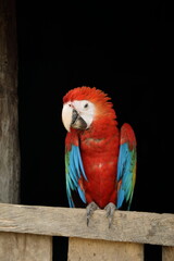Puerto Leguizamo, Florencia, Colombia - Putumayo river, Amazonas, Parrot
