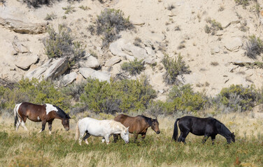 Obraz premium Wild Horses in the Wyoming Desert in Autumn