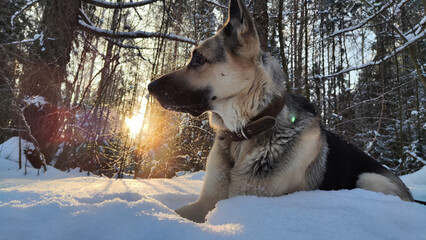 Dog German Shepherd in a winter day and white snow arround. Waiting eastern European dog veo in cold weather