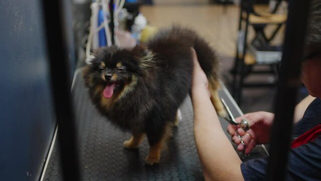 funny pomeranian spitz in grooming salon, groomer is cutting hair on dog paw, professional care