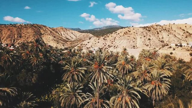 Huge palm grove in Ziz river valley, Morocco. Aerial view