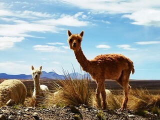 alpaca in the mountains © Ondej
