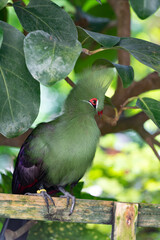 cute exotic tauraco bird with green feather. exotic tauraco bird outdoor.