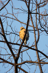 Red-shouldered hawk perched in a tree