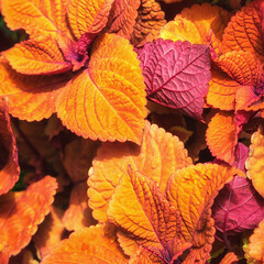 red and yellow leaves