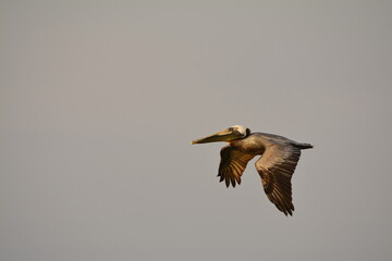 Brown Pelican in flight