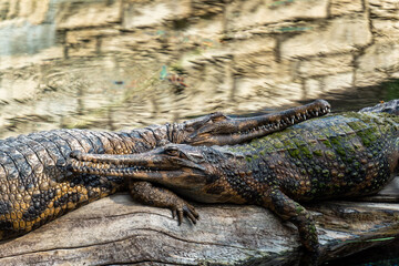 crocodile in the zoo