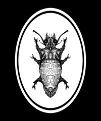 Fototapeta insect, sketch - digital painting obraz