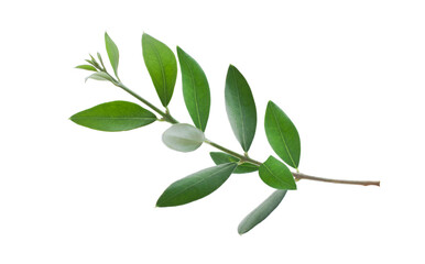 Fresh olive branch leaves isolated on white background
