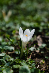 Fototapeta premium Close-up image of snowdrop. Spring in the city park.