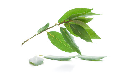 A branch of laurel isolated on white background. Fresh bay leaves.