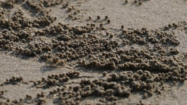 tiny sand crab on the beach