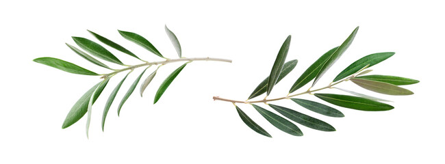 Olive branch. Two olive branches with green leaves isolated on white background