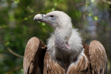 Gorgeous Griffon Vulture outdoors in a spring zoo garden. Predator bird close up.