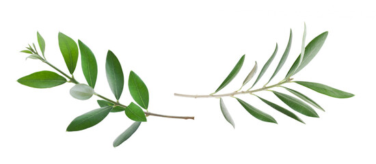 Beautiful fresh olive branch with leaves isolated on white background closeup set