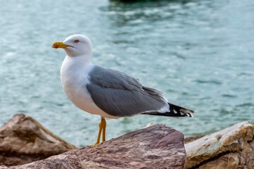 Hübsche Möwe auf Steinen am Meer.