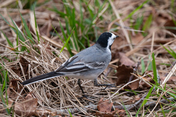 Motacilla alba - Pied wagtail - Bergeronnette grise