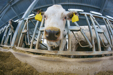 Closeup view of feeding process of friesian breed.