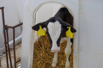 Cow of holstein breed in raising room at dairy farm.
