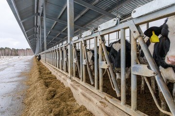 Closeup view of feeding process of friesian breed.