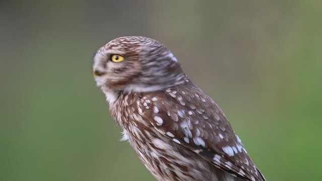 Little owl in natural habitat Athene noctua. Close up.