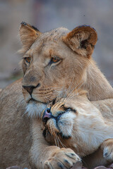 Lioness Mother and Son