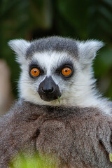 ring lemur eyes