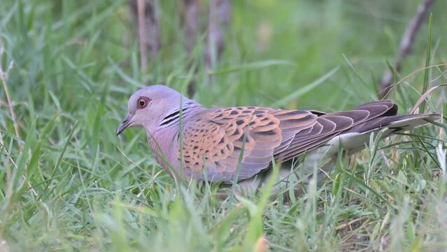 Turtle Dove, European Turtle Dove Streptopelia turtur. The bird is looking for food in the grass.