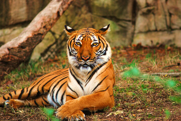 Peaceful Tiger
