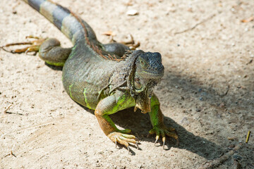 iguana lizard on ground. iguana lizard outside. iguana lizard in nature.