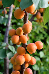 Ripe apricots on the branch of tree, close up photo.