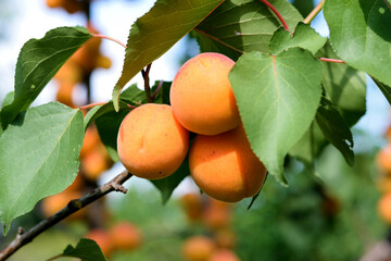 Ripe apricots on the branch of tree, close up photo.