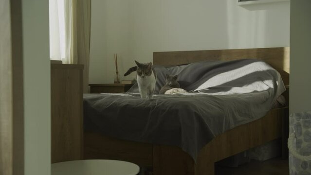Tabby domestic cat walking on camera on a bed in slow motion