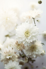 Close up of white chrysanthemum flowers on a light background. Generative AI