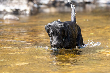 Portrait of a black Labrador playing in a river