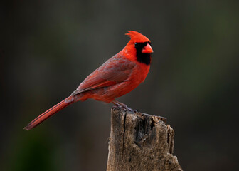 bright red cardinal